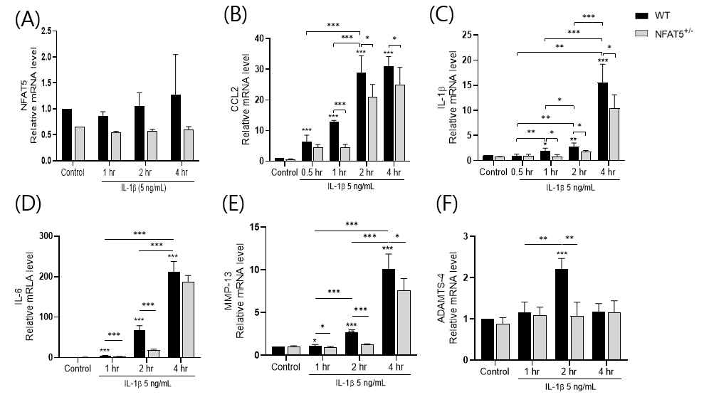 WT 마우스와 NFAT5+/- 마우스의 연골세포를 분리배양하여 0.5, 1, 2, 4시간동안 IL-1β (5 ng/mL)로 자극한 후에 세포로부터 mRNA를 얻어서 Real-time-PCR을 시행해 분석한 (A) NFAT5, (B) CCL2, (C) IL-1β, (D) IL-6, (E) MMP-13, (F) ADAMTS-4 의 mRNA 상대 정량 (n=3). * p< 0.05, ** p< 0.01, *** p< 0.001. (unpublished data)