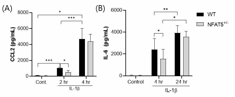 WT 마우스와 NFAT5+/- 마우스의 연골세포를 분리배양하여 IL-1β (5 ng/mL)로 자극한 후 ELISA로 측정한 (A) CCL2, (B) IL-6의 단백질 발현양 (n=3). * p< 0.05, *** p< 0.001. (unpublished data)