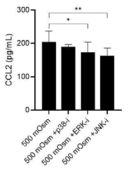 p38, ERK, JNK 억제제를 전처리 한 후 500 mOsm의 고삼투압으로 24시간 자극한 WT 마우스의 연골세포의 상층액에서 ELISA로 측정한 CCL2의 단백질 발현양 (n=3). * p< 0.05, ** p< 0.01. (unpublished data)