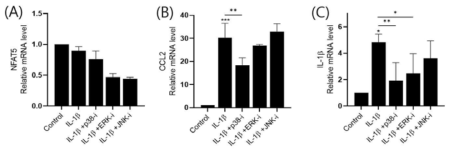 p38, ERK, JNK 억제제를 전처리 한 후 5 ng/mL의 IL-1β으로 2시간 자극한 WT 마우스의 연골세포에서 (A) NFAT5, (B) CCL2, (C) IL-1β의 mRNA 발현양 (n=3). * p< 0.05, ** p< 0.01, *** p< 0.001. (unpublished data)