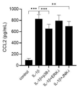 p38, ERK, JNK 억제제를 전처리 한 후 5 ng/mL의 IL-1β으로 2시간 자극한 WT 마우스의 연골세포 상층액에서 ELISA로 측정한 CCL2의 단백질 발현양 (n=3). * p< 0.05, ** p< 0.01, *** p< 0.001. (unpublished data)