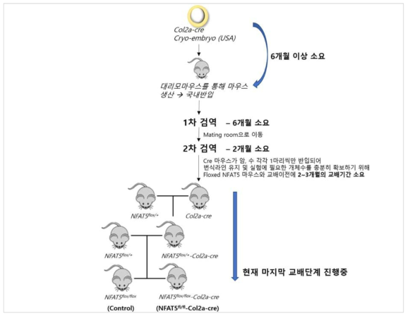 연골-특이적 조건부 NFAT5 유전자파괴마우스의 제작 현황