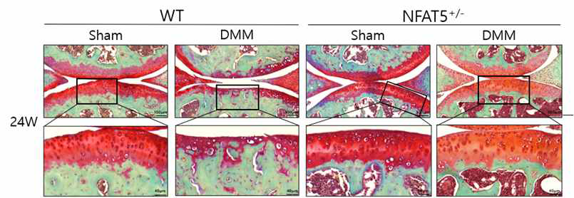DMM을 유도한 wild-type 마우스와 NFAT5+/- 마우스의 무릎조직 Safranin O 염색 (unpublished data).