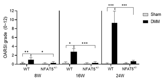 DMM을 유도한 WT 마우스와 NFAT5+/- 마우스 무릎 조직의 Safranin O 염색을 이용한 골관절염 점수 (n=6/group). * p< 0.05, ** p< 0.01, *** p< 0.001 (unpublished data)