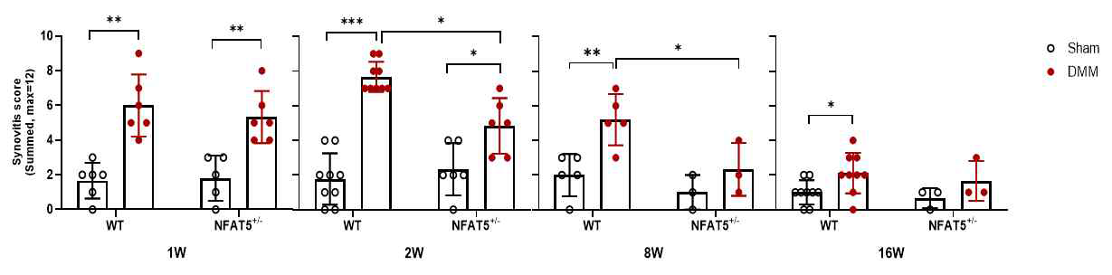 DMM 유도 후 1주, 2주, 8주, 16주에 WT 마우스와 NFAT5+/- 마우스의 활막염 점수 (n=6/group). * p< 0.05, ** p< 0.01, *** p< 0.001 (unpublished data)