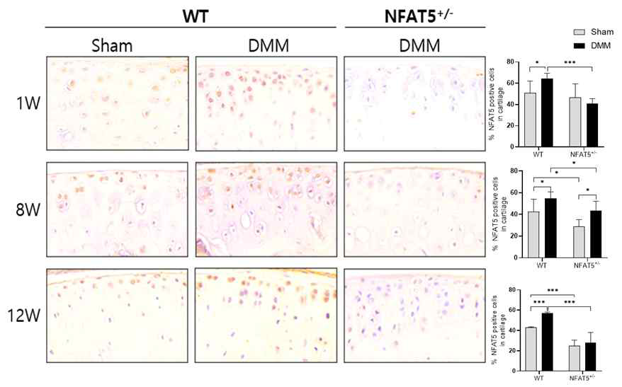 DMM 유도 후 1주, 8주, 12주에 WT 마우스와 NFAT5+/- 마우스의 무릎 내 연골에서 NFAT5에 대한 면역조직화학염색. n=6/group. *= P <0.05; **= P <0.01, ***= P <0.001 (unpublished data)