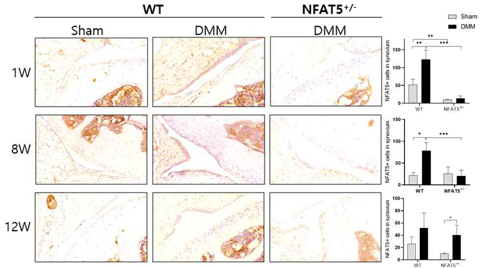 DMM 유도 후 1주, 8주, 12주에 WT 마우스와 NFAT5+/- 마우스의 무릎 내 활막에서 NFAT5에 대한 면역조직화학염색. n=6/group. * P<0.05; ** P<0.01, *** P<0.001 (unpublished data)