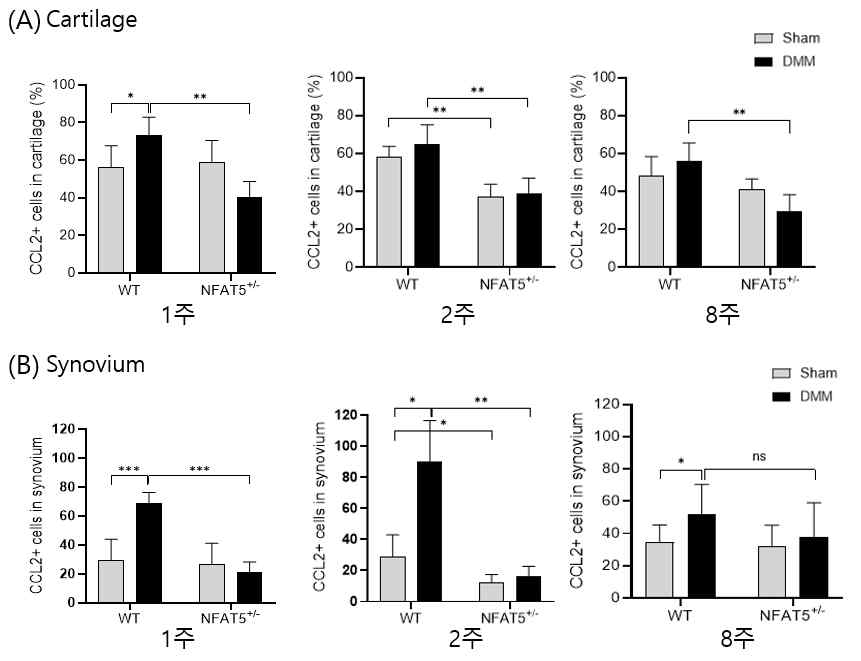 DMM 유도 후 1주, 2주, 8주에 WT 마우스와 NFAT5+/- 마우스의 무릎 내 (A)연골과 (B)활막에서 면역조직화학염색을 통해 분석한 CCL2의 발현양. n=6/group. * P<0.05; ** P<0.01, *** P<0.001 (unpublished data)