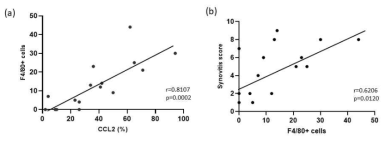 (a) DMM 유도 후 2주에 활막 내 F4/80과 CCL2 발현양, (b) F4/80 발현정도와 활막염 중증도의 상관관계 (unpublished data)