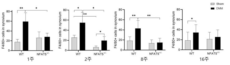 DMM 유도 후 1주, 2주, 8주, 16주에 WT 마우스와 NFAT5+/- 마우스의 무릎 내 활막에서 면역조직화학염색을 통해 분석한 F4/80의 발현양. n=6/group. * P <0.05; ** P <0.01, *** P <0.001 (unpublished data)