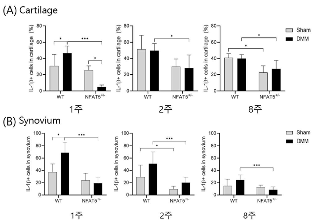 DMM 유도 후 1주, 2주, 8주에 WT 마우스와 NFAT5+/- 마우스의 무릎 내 (A)연골과 (B)활막에서 면역조직화학염색을 통해 분석한 IL-1β의 발현양. n=6/group. * P <0.05; *** P <0.001 (unpublished data)