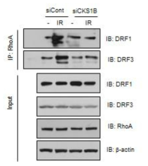 Immunoprecitipation; IP: RhoA, IB: DRF1 or DRF3