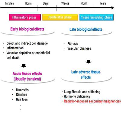 Biological effects and normal tissue toxicity after radiotherapy (국외논문 발췌1)