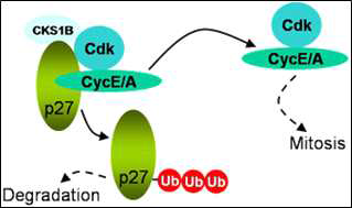 Schematic of the regulation of cell cycle by the CKS1B