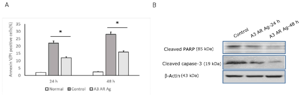 세포사멸이 유발된 망막신경절세포주에서 A3 AR Ag에 의한 세포사멸 억제효과 분석. A: Annexin V/PI staining을 이용한 flow cytometry 분석, B: Cleaved PARP 및 cleaved caspase-3에 대한 western blot 분석