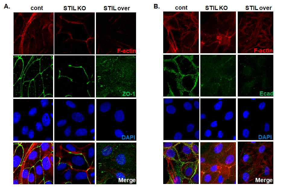 Loss/gain of STIL prevents apico-basl polarity in mammalian cells