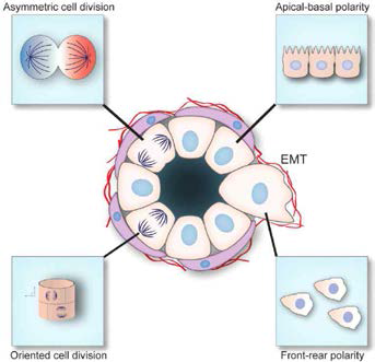Cell polarity in normal epithelial organs and cancer