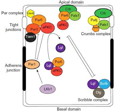 Polarity complexes in epithelial cells