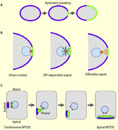 Roles of centrosome for cell polarization in C. elegans embryos