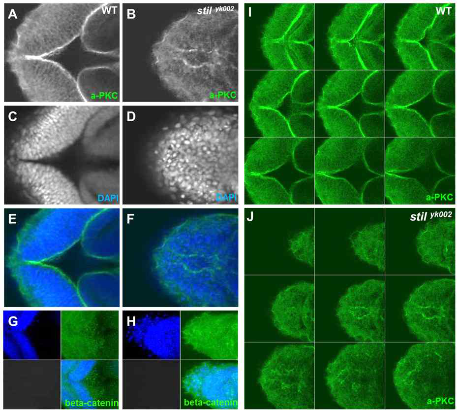 Analysis of apico-basal polarity in neuroectoderm of stilyk002 mutants. (A-J) Transverse sections through brains of wild-type and stilyk002 embryos at 24 hpf. A clear midline is visible in wild type but cells are dislocalized in stilyk002 mutants. Labeled with a-PKC antibody (polarity marker) (green) and β-catenin (cell-cell adhesion marker) (green). (E) Apical membrane is normally organized in wilde type but (F) epithelial polarity disappear in stilyk002 mutants ; nucleus is showed to be arrested in mitosis