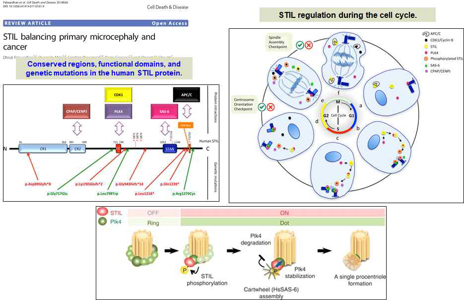 STIL functions in centriole dupication during cell cycles