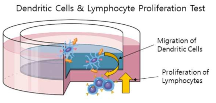 Dendritic cells과 lymphocytes의 co-culture 및 반응