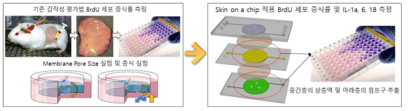 Transwell과 Skin Chip을 이용한 감작성 평가법