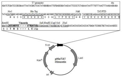 pHis/TAT-Vimentin recombinant plasmid