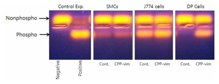 CPP-vimentin에 의한 DP cells specific PKA activation