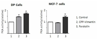 CPP-vimentin에 의한 DP cells의 PKA 활성 비교 (*p<0.05)