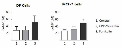 CPP-vimentin에 의한 cAMP 변화 여부 비교 (*p<0.05)