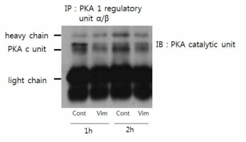 DP cells에서 CPP-vimentin에 의한 PKA units assembly의 변화