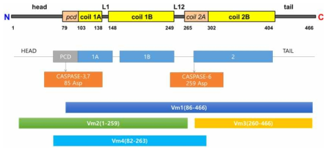Vimentin의 deletion mutant proteins 형태