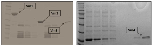 네가지 CPP-vimentin mutant proteins 정제 후 SDS-PAGE