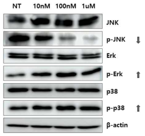 DP cells에 CPP-vimentin 단백질 전달에 의한 MAP kinases에 대한 영향
