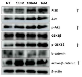 DP cells에서 CPP-vimentin 단백질 전달에 의한 PI3K-Akt 및 GSK3β-β-catenin pathway에 대한 영향
