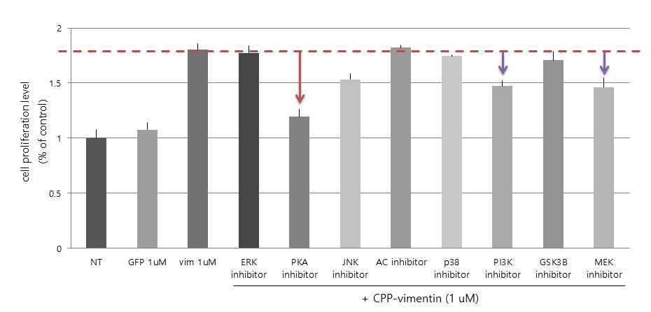 CPP-vimentin 단백질이 유도하는 DP cells 증식에 대한 chemical inhibitors의 영향