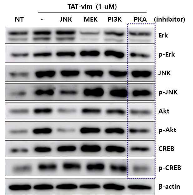 CPP-vimentin 처리 DP cells에서 PKA에 의한 kinase들에 대한 영향