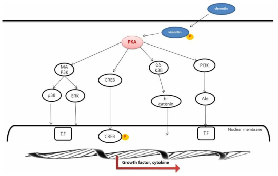 CPP-vimentin 처리에 의한 DP cells의 signal pathway schematic diagram