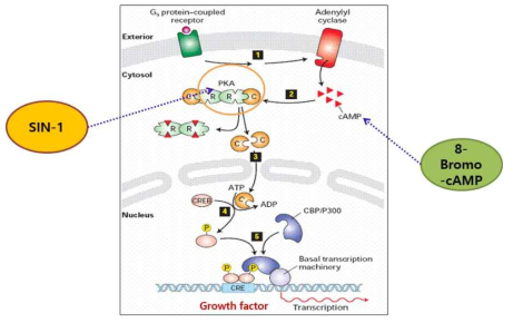 PKA 활성화 메커니즘 및 실험에 사용한 두가지 PKA activator (8-Bromo-cAMP, SIN-1)