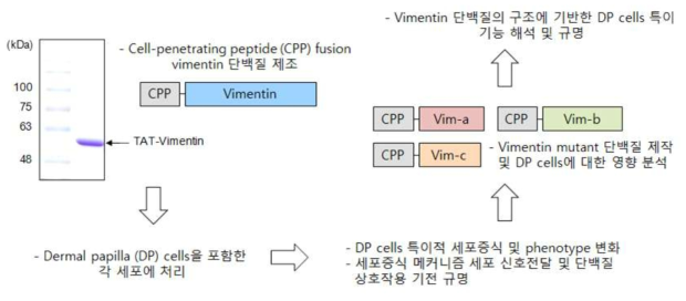 본 연구개발의 개요 및 흐름. Cell-penetrating peptide (CPP)가 포함된 vimentin fusion protein을 제조하고 DP cells에 특이적인 세포증식 메커니즘을 신호전달 및 세포내 단백질 상호작용 측면에서 규명하고, vimentin 단백질의 이러한 특이적 기능이 단백질 구조적 (아미노산 서열) 접근을 위해 다양한 mutant protein을 제작하여 기능을 비교 분석함. 본 연구에서는 CPP로 가장 잘 알려진 TAT (YGRKKRRQRRR, 11 amino acids) 서열을 사용함