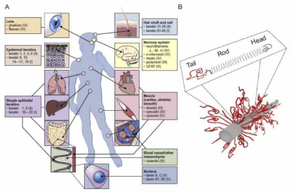 Human body에서 IFs family에 속한 단백질들의 발현 및 조직 분포