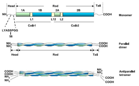 Vimentin 단백질 assembly structure. Vimentin 단백질의 assembly/disassembly는 head domain의 Ser56 외에도 다양한 serine residue를 타겟으로 하는 protein kinase들에 의한 phosphorylation에 기인하며, 다른 단백질들과의 interaction의 의미도 내포하고 있음