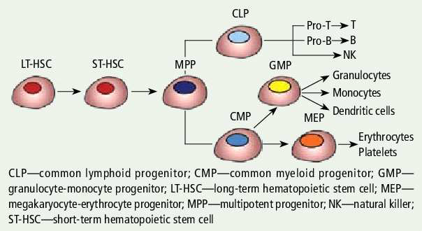 Hematopoietic system