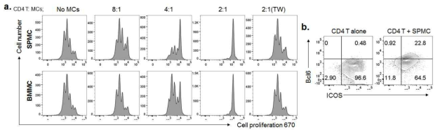 Sanroque 마우스의 SPMC의 T 세포 증식 억제 및 in vitro Tfh 분화 유도 능력 조사