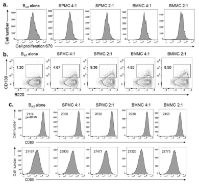 Sanroque 마우스 SPMC의 B 세포 증식, plasma cells 분화, B 세포 활성화에 미치는 영향조사