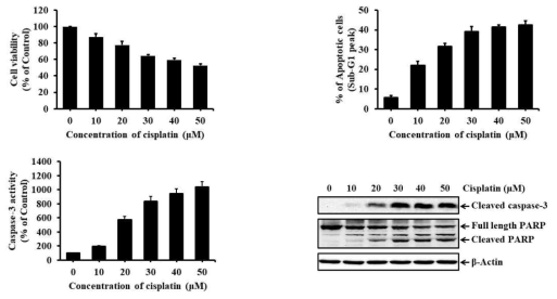 Effects of cisplatin on the induction of apoptosis in rat renal proximal tubular cells
