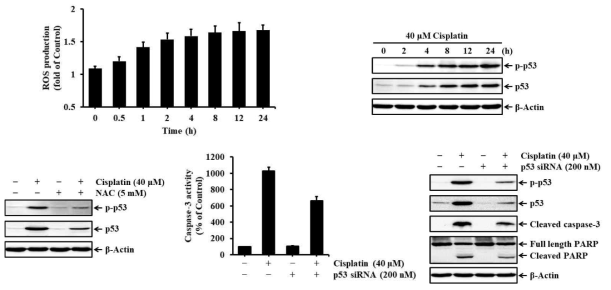 Effects of ROS generation and p53 activation on cisplatin-induced apoptosis in rat renal proximal tubular cells