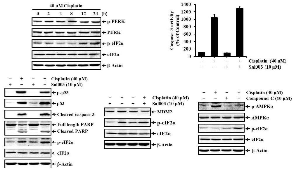 Effects of eIF2α phosphorylation on cisplatin-induced apoptosis in rat renal proximal tubular cells