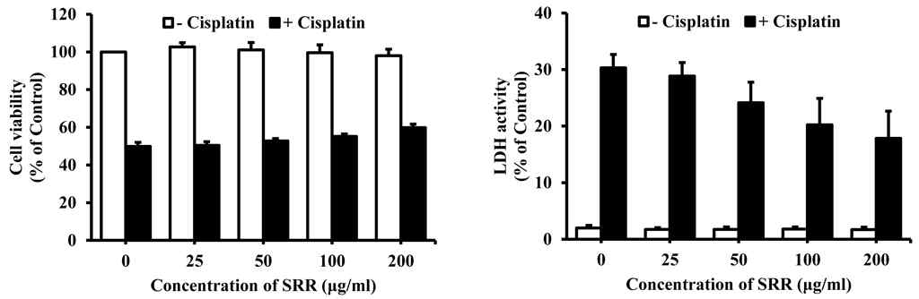 Effects of steamed rehmannia root on cisplatin-induced cytotoxicity in rat renal proximal tubular cells